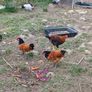 Chickens, (Cockerels and Pullets) Image 3