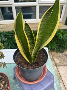 Snake plant
