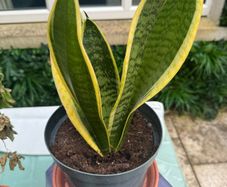 Snake plant