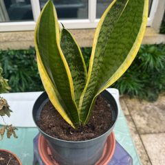 Snake plant