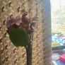 home decor flower vase Image 3