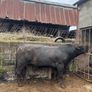 PBR  Angus Bulls Image 10