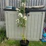 plant Image 3