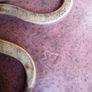 Beautiful Unusually Shaped Plate Image 4