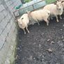 4 ewes inlamb Image 4