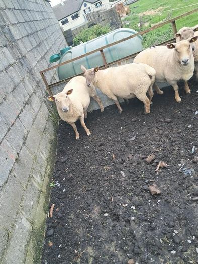 4 ewes inlamb