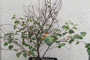 Native Irish Birch Bonsai