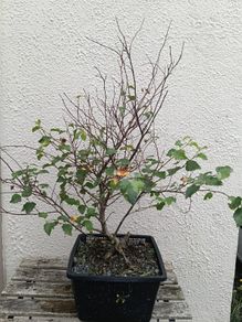 Native Irish Birch Bonsai