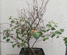 Native Irish Birch Bonsai