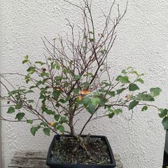 Native Irish Birch Bonsai