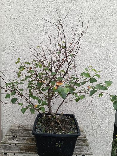 Native Irish Birch Bonsai