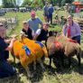 2 serious blue texel cross ram lambs Image 2