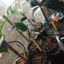 Philodendron Florida Beauty variegated  rooted cutting Image 6