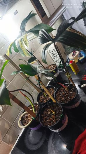 Philodendron Florida Beauty variegated  rooted cutting