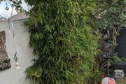 Trees Bamboo x 2