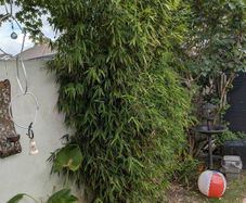 Trees Bamboo x 2
