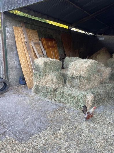 Hay