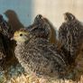 quail Image 7