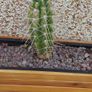 Wooden planter Image 7