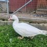 Muscovy ducks 3 months old Image 3