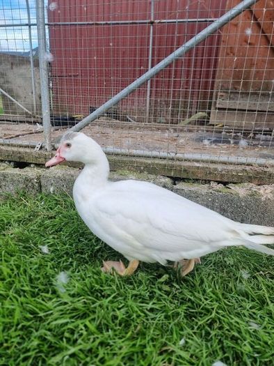 Muscovy ducks 3 months old