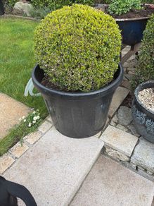 box hedge