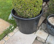 box hedge