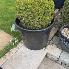 box hedge