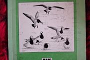 Birds in Counties Galway &amp; Mayo/ R. F. Routledge / revised edition/ 1994