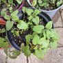 Lemon balm plants Image 5