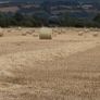 Good Quality straw & hay for sale. Image 2