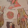Vintage Anatomy Poster E. J. Arnold Image 8
