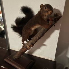 squirrel taxidermy