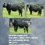 Livestock Image 5