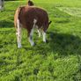 PBR Simmental Weanling Heifer Image 4