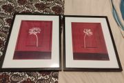 Punjab Poppy - Two Prints in frames 21 inches by 25 inches