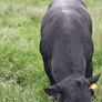 Aberdeen Angus Bull Image 4