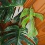 Monstera Albo Borsigiana #50 mature variegated plant Image 5