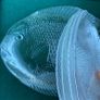 Arcoroc France Fish Platter and plates Image 3