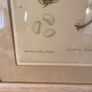 Pair of Laura Ashley Framed Botanical Fern prints Image 5
