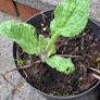 Borage plants Image 3