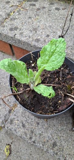 Borage plants