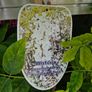 wisteria Image 5