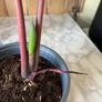 plant red caladium Image 4