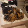 Blowfish malibu sandals Image 2
