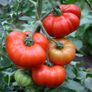 (T) Tomato Marmande  seeds 0.5g (124015) Image 2