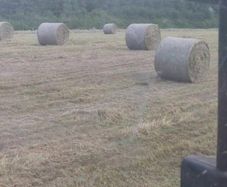 Hay