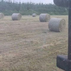 Hay