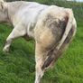 Bull Image 3