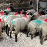 30 super Suffolk ewe lambs Image 4